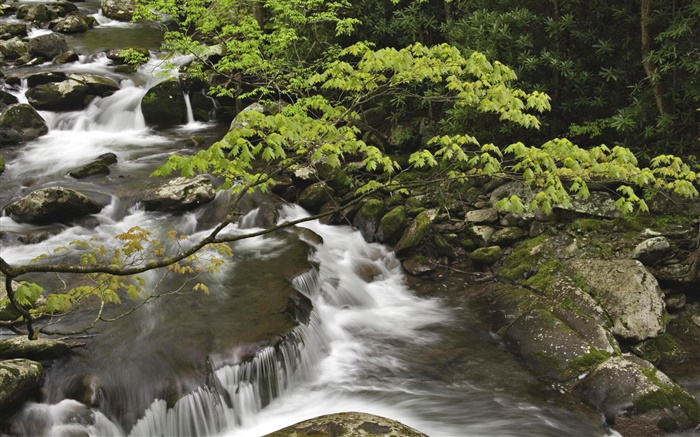 Corriente, cala, piedras, Parque Nacional de las Grandes Montañas Humeantes, Tennessee, EE.UU. Fondos de pantalla, imagen