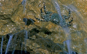 cangrejos arroyos
