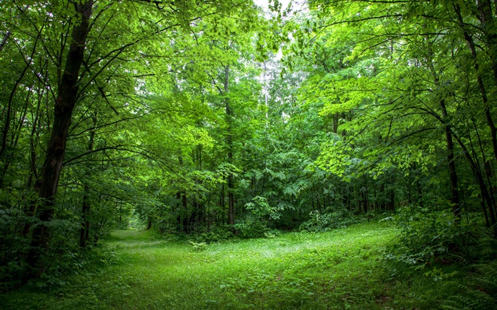 Verano, los bosques, árboles, hojas, hierba verde Fondos de pantalla, imagen