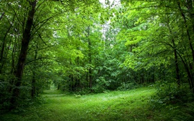 Verano, los bosques, árboles, hojas, hierba verde HD fondos de pantalla