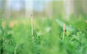 hierba primer plano de verano, verde
