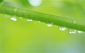 hierba de verano, hoja, gotas de agua HD fondos de pantalla