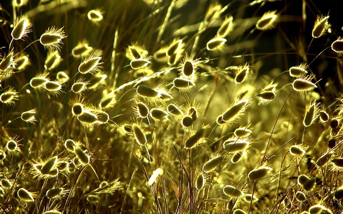 plantas de la naturaleza primer plano de verano, hierba, sol Fondos de pantalla, imagen