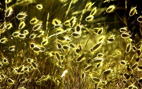 plantas de la naturaleza primer plano de verano, hierba, sol