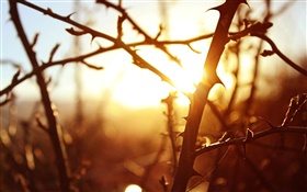 Puesta de sol, ramas de árboles, la fotografía macro HD fondos de pantalla
