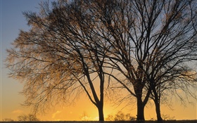 Puesta del sol, árboles HD fondos de pantalla