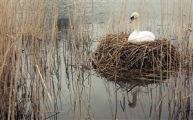 Cisne en el lago, las malas hierbas