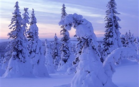 espesa nieve, árboles, amanecer