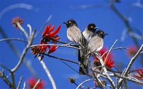 Tres aves, Parque Nacional de Etosha, Namibia HD fondos de pantalla
