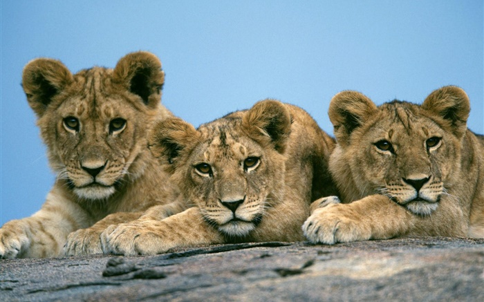 Tres leones lindo Fondos de pantalla, imagen