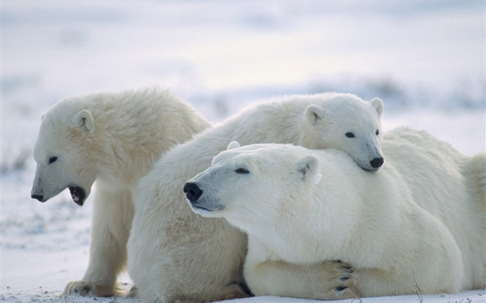 Tres osos polares, nieve, frío Fondos de pantalla, imagen