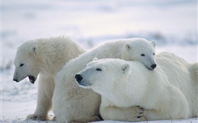 Tres osos polares, nieve, frío
