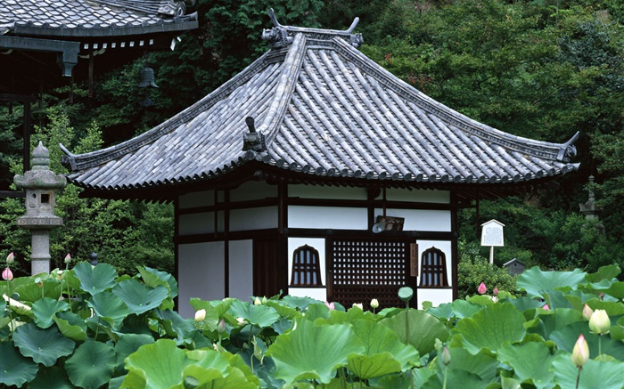 Tokio, Japón, jardín, templo, estanque de loto Fondos de pantalla, imagen