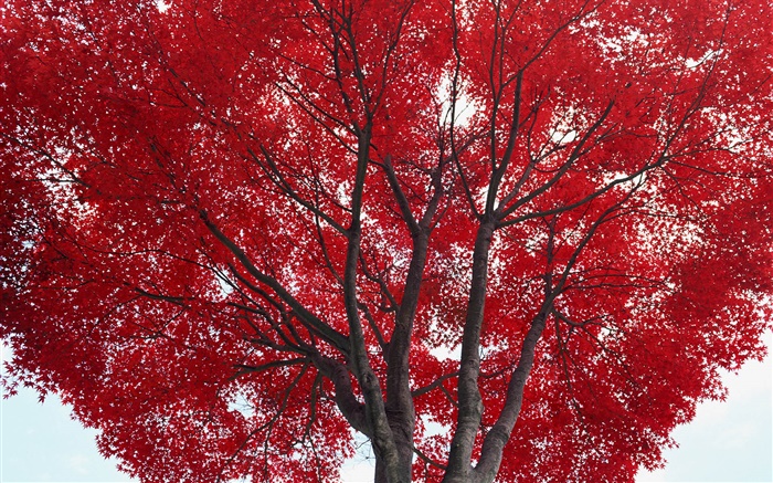Árbol, hojas rojas, otoño Fondos de pantalla, imagen