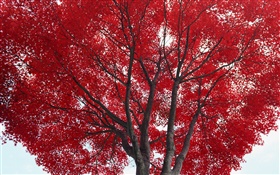 Árbol, hojas rojas, otoño HD fondos de pantalla