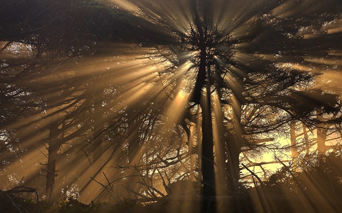 Árboles, bosque, rayos del sol Fondos de pantalla, imagen