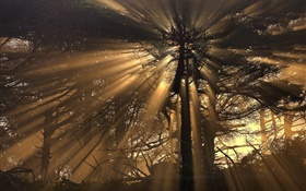 Árboles, bosque, rayos del sol HD fondos de pantalla