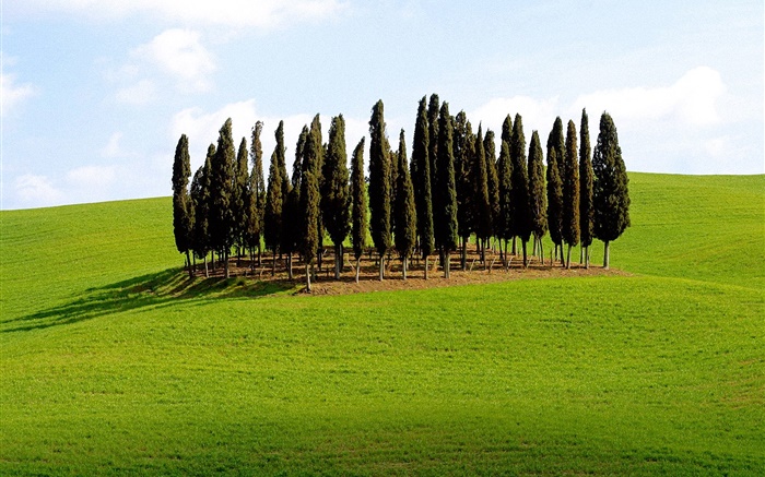 Árboles, hierba, Italia Fondos de pantalla, imagen