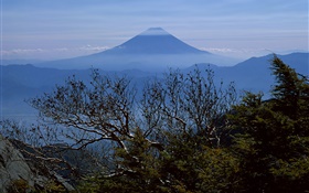 Los árboles, por la mañana, el Monte Fuji, Japón