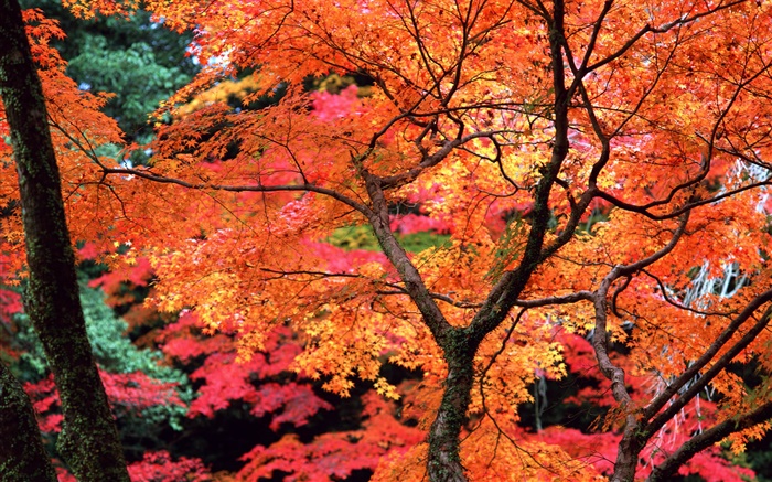 Árboles, hojas rojas, ramitas, paisaje de la naturaleza del otoño Fondos de pantalla, imagen