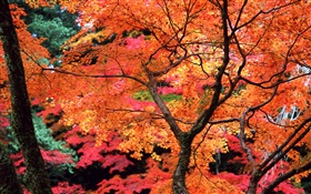 Árboles, hojas rojas, ramitas, paisaje de la naturaleza del otoño