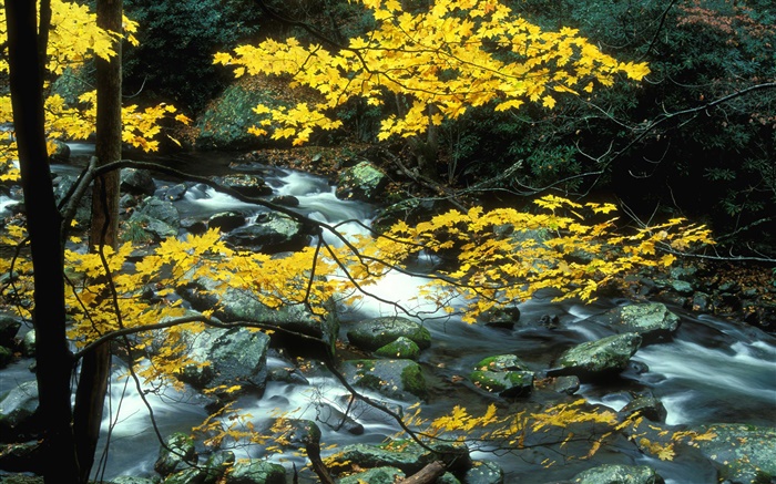 Árboles, hojas amarillas, corriente, piedras, otoño Fondos de pantalla, imagen