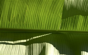 hoja verde de la planta tropical