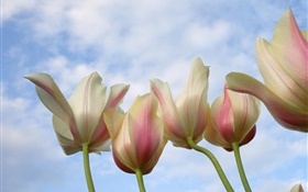 Flores del tulipán del primer plano, el cielo azul