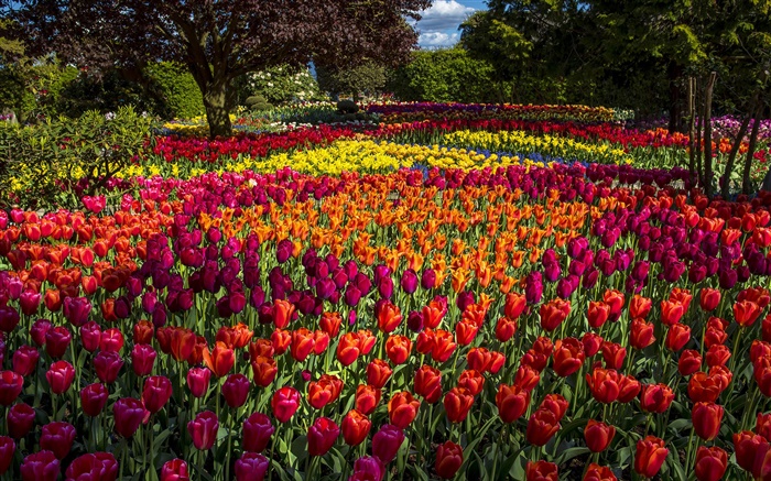 Tulipanes, colorido, árboles, parque Fondos de pantalla, imagen