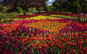 Tulipanes, colorido, árboles, parque HD fondos de pantalla