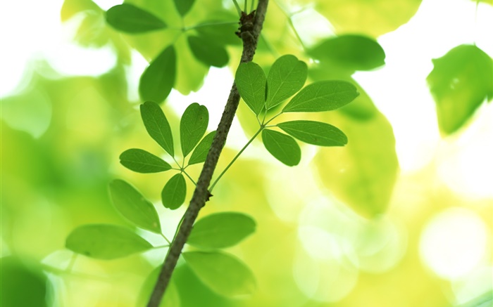 Ramitas, hojas de color verde, bokeh Fondos de pantalla, imagen