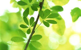 Ramitas, hojas de color verde, bokeh