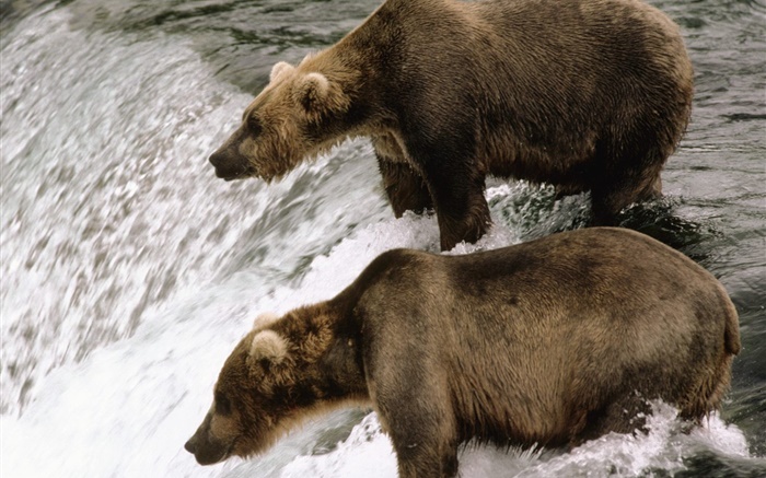 Dos osos en el río, caza peces Fondos de pantalla, imagen