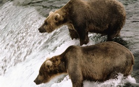 Dos osos en el río, caza peces HD fondos de pantalla