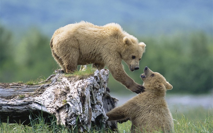 Dos osos que juegan al juego Fondos de pantalla, imagen