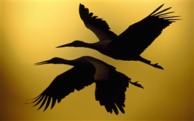 Dos pájaros volar, puesta del sol