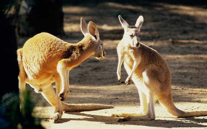 Dos canguros, Australia Fondos de pantalla, imagen