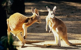 Dos canguros, Australia HD fondos de pantalla