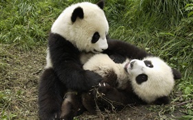 Dos pandas que juegan al juego