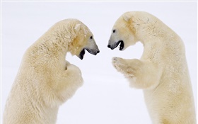 Dos osos polares cara a cara HD fondos de pantalla