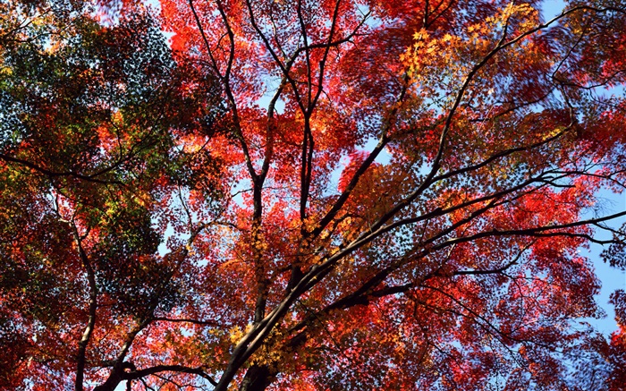 Bajo el árbol para ver el cielo, hojas de color rojo, arce, otoño Fondos de pantalla, imagen