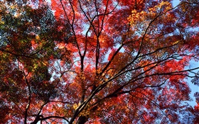 Bajo el árbol para ver el cielo, hojas de color rojo, arce, otoño