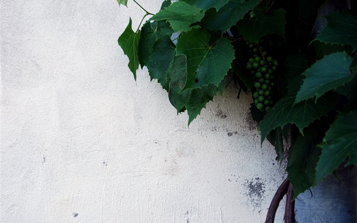uvas verdes sin madurar, hojas verdes Fondos de pantalla, imagen