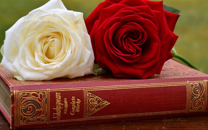 Blanco y rojo flores color de rosa, libro Fondos de pantalla, imagen