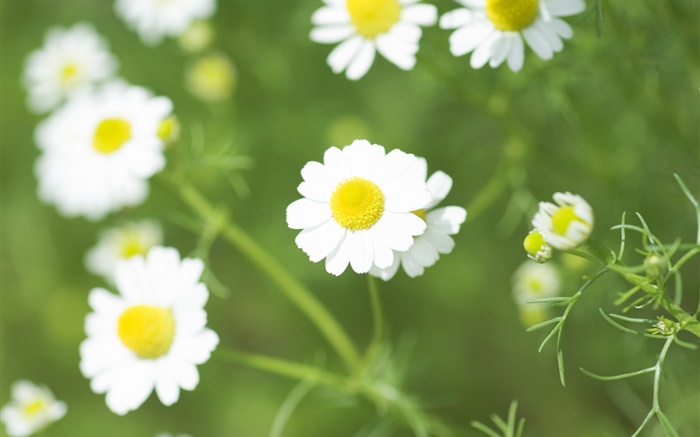 margarita blanca, flores silvestres Fondos de pantalla, imagen