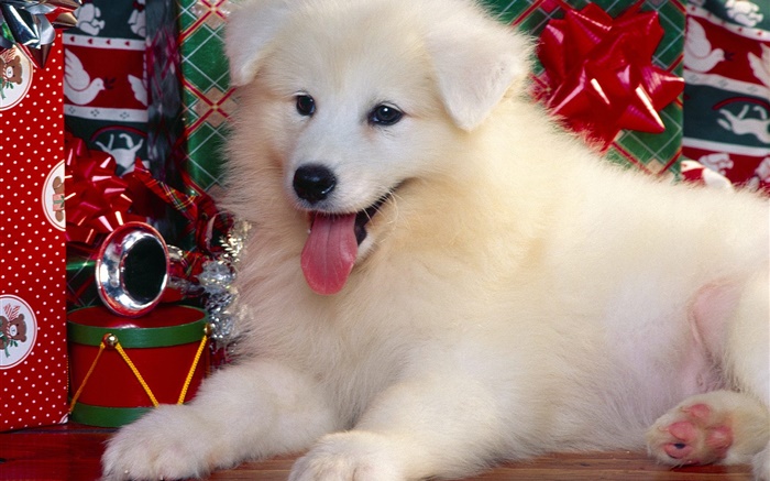 Perro blanco, Navidad Fondos de pantalla, imagen