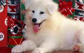 Perro blanco, Navidad HD fondos de pantalla