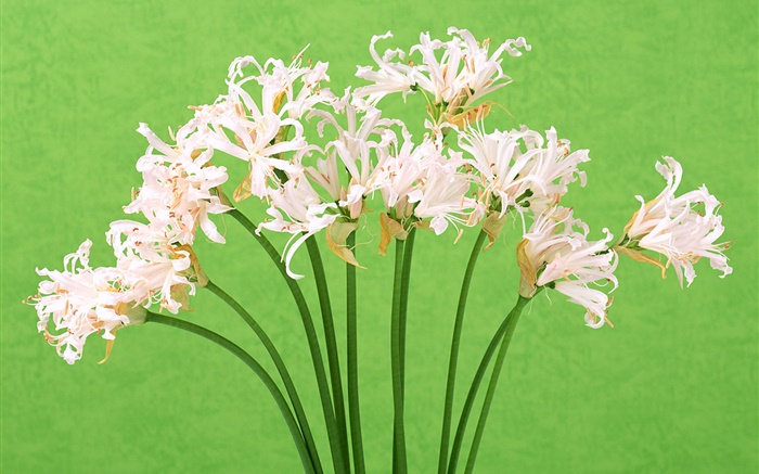 flores blancas, ramo, fondo verde Fondos de pantalla, imagen