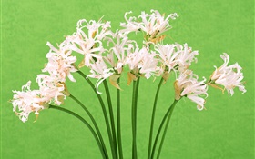 flores blancas, ramo, fondo verde HD fondos de pantalla