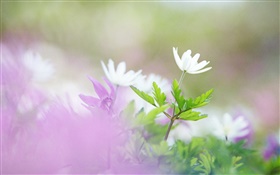 flores blancas, hojas verdes, bokeh HD fondos de pantalla